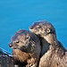 Breeding River Otters, Trout Lake