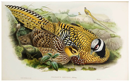 015-Reeve's Pheasant-The birds of Asia vol. VII-Gould, J.-Science .Naturalis