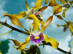 Orchid Society of Papua New Guinea
