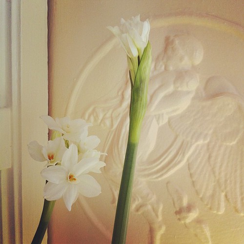 paperwhites are blooming #yule #deckthehalls