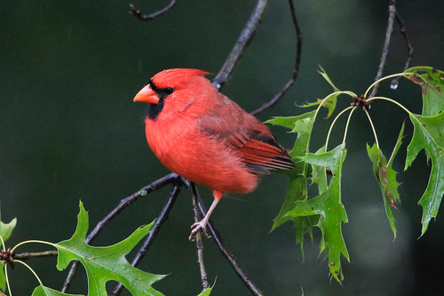 Northern Cardinal (male) 4
