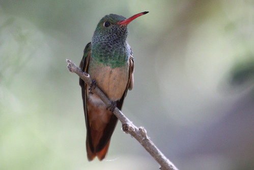 Buff-Bellied Hummingbird by ricmcarthur