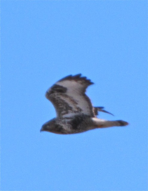 Rough-legged Hawk North of Downs in McLean County, IL 02