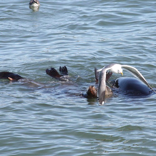 Raft of Sea Lions - photobombed by Western Gull