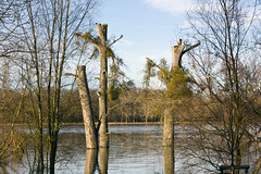Mannheim Hochwasser