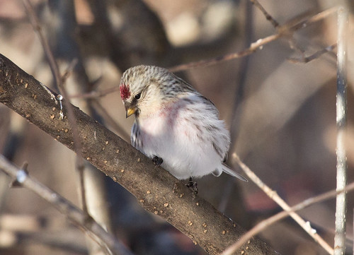 First bird photo of the year: Hoary Redpoll!
