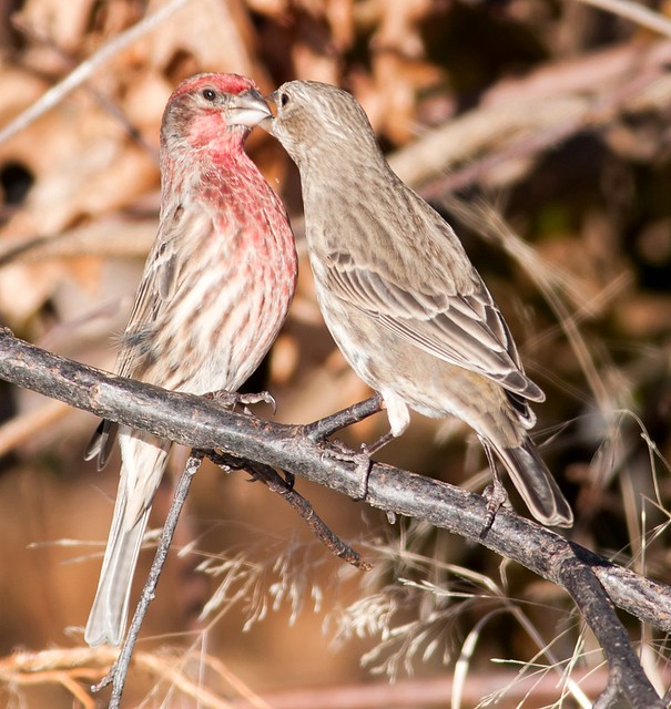 Kissing Finches