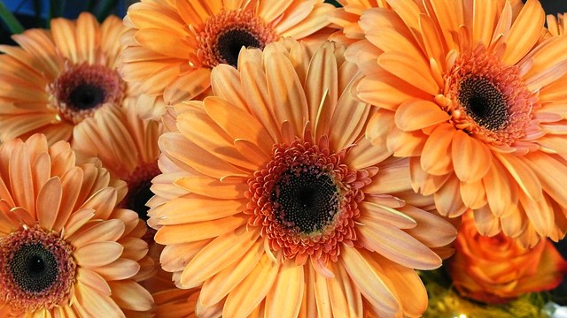 Orange daisies