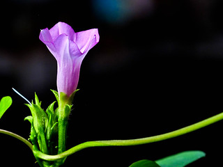 IMG_0001 purple- flower , creeper
