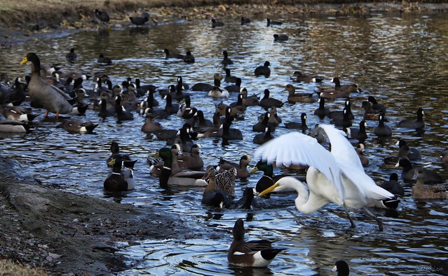 Ducks at Wilderness Park
