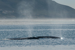 Gray Whale migration