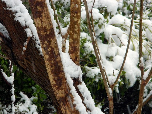 Winter Beauty by careth@2012