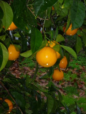 Oranges in the rain