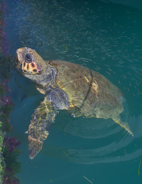 Loggerhead turtle in Argostoli Lagoon 5