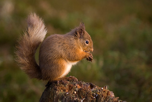 Red Squirrel 7