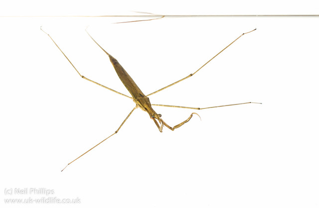 Water stick insect Ranatra linearis- meet the neighbours style