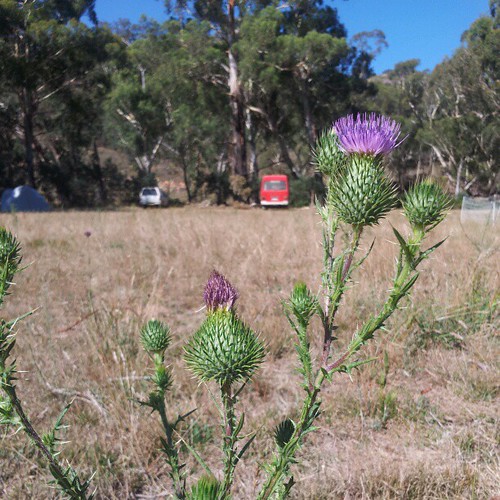 quietly chilling out with the thistles at Milkwood Permaculture Farm