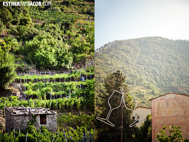 wine and vineyards in Corniglia | Cinque Terre Italy | Travel Photography
