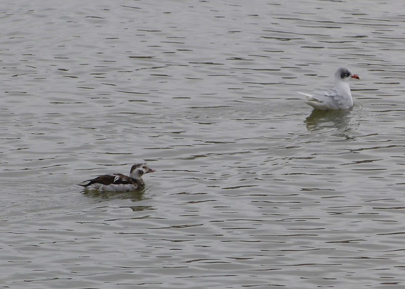 29134 - Long-tailed Duck, Burry Port