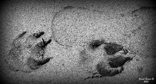 Paw Prints In The Sand