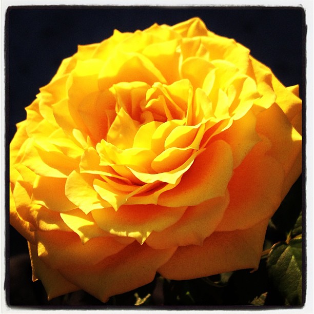 Beautiful yellow roses from @bstreb <3