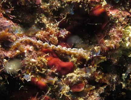紫色灰翼海蛞蝓 (Pteraeolidia ianthina) ，其體長可達10公分。