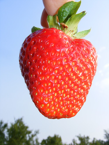 Fresh-Strawberry-Against-Blue-Sky__DSCF0690