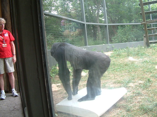 Columbus Zoo 2012 by Sunshine Gorilla