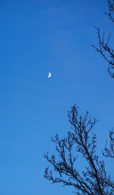 Moon and trees' arms