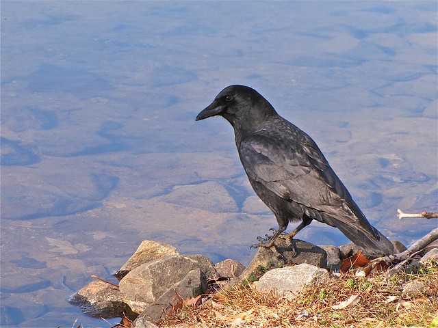 American Crow at Lake Junaluska, NC 06