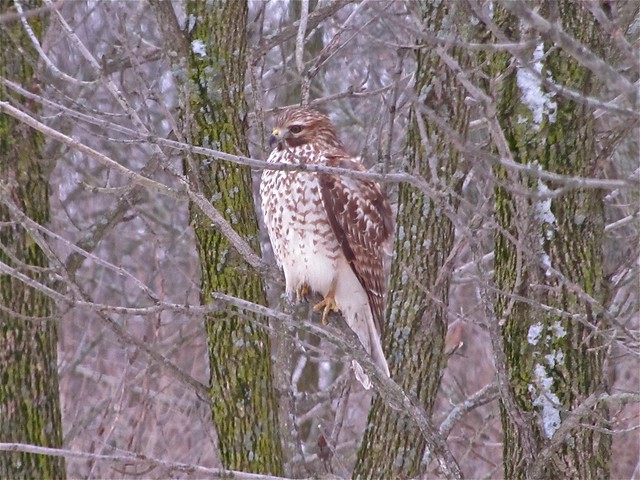 Red-shouldered Hawk in Downs, IL 04