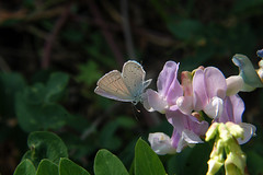 Utah Butterflies