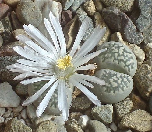 Lithops salicola 'Maculate' by cactusjohn