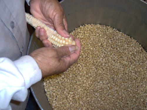 A member of the Mississippi Band of Choctaw Indians removes the kernels from a corn of cob, one step in the hominy-making process.