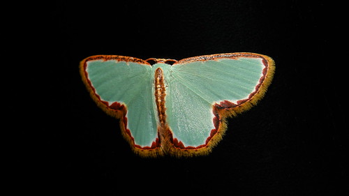 Geometrid Moth (Comostola pyrrhogona, Geometrinae)