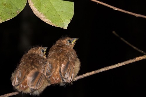 Birds, Madagascar