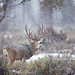 Buck Mule Deer, Snowstorm