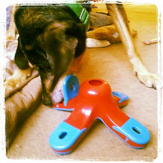 Tut loves the new #dogtoy #puzzle by #Kyjen #happydog #braintoy #dogs #dogstagram