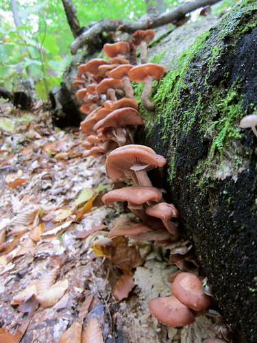 more mushroom families