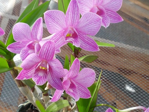 Dendrobium 'Hawaii' "Million Stipe" by Jane Young