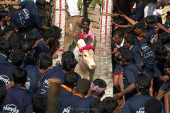 Avaniyapuram Jallikattu 2013