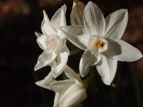 Paperwhites (Narcissus papyraceus) - 7
