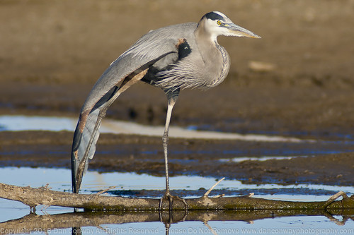 Great Blue Heron - "The Floor Exercise"