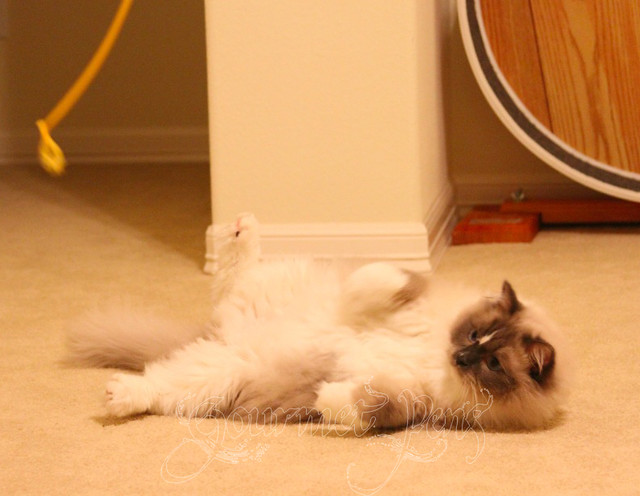 Tyco The Ragdoll Plays on his back