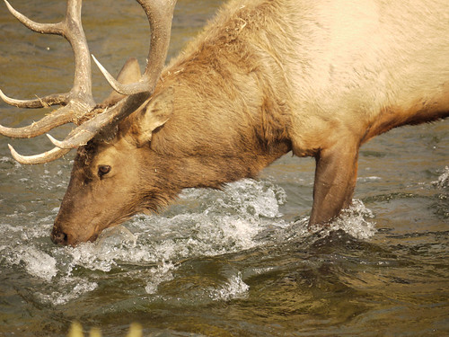 More Elk near Gardner River (5) by moelynphotos
