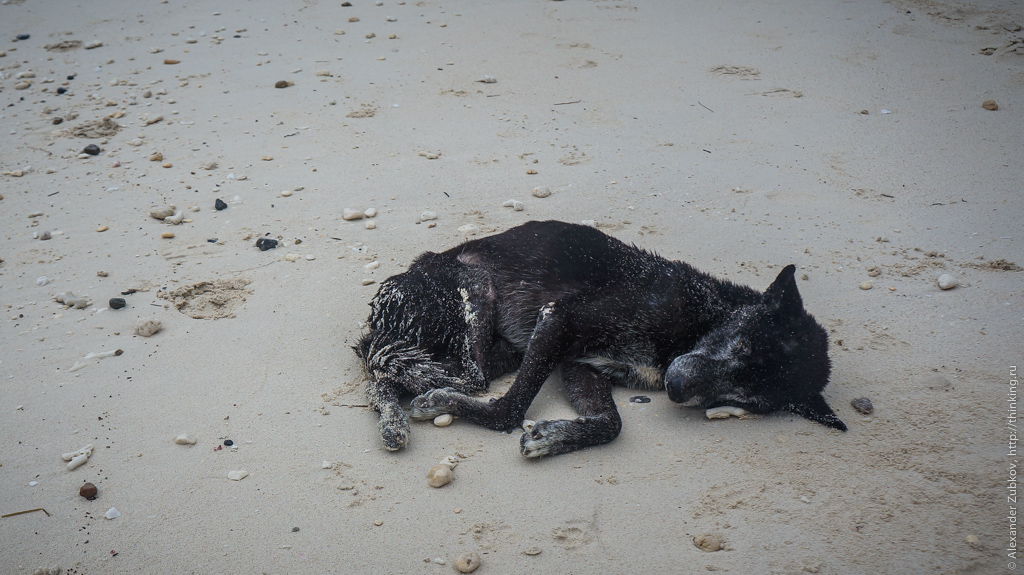 Собака на пляже Боракая