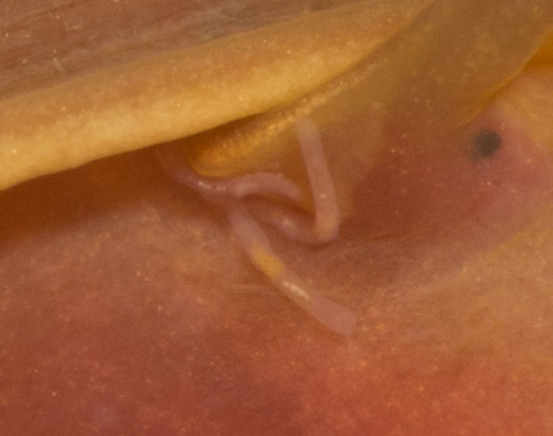 parasite on ramshorn snail