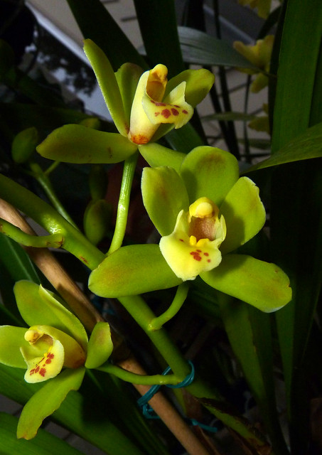 Cymbidium Lewis Knudsen 'Arbor Lil' hybrid orchid 12-12