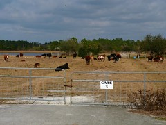 The Cows at Gate 3