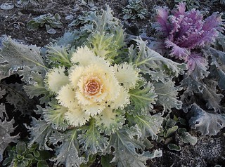 Frost on Winter Cabbage